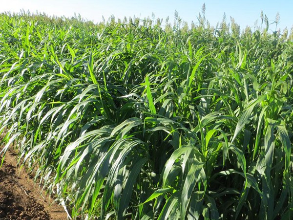 1561915100233389.jpg 6.jpg