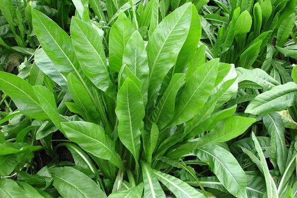 菊苣和魯梅克斯哪個(gè)更好一些？