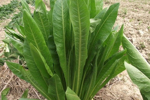 菊苣和魯梅克斯哪個(gè)更好一些？