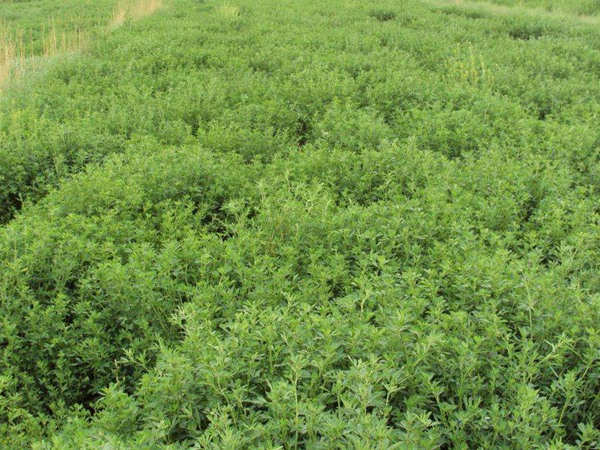 一畝地紫花苜蓿能養(yǎng)多少羊 一畝地紫花苜蓿能養(yǎng)多少羊