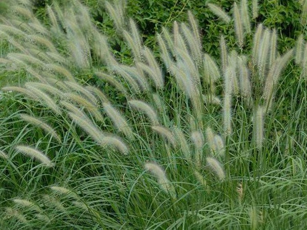 雜交狼尾草可以喂哪些家畜 雜交狼尾草可以喂哪些家畜