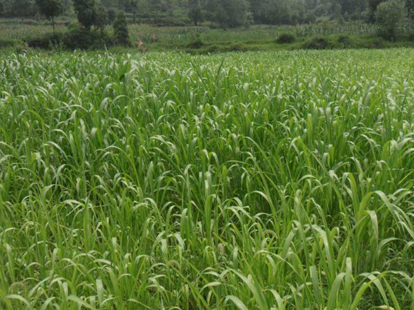 高丹草一年可以收割幾茬 高丹草一年可以收割幾茬