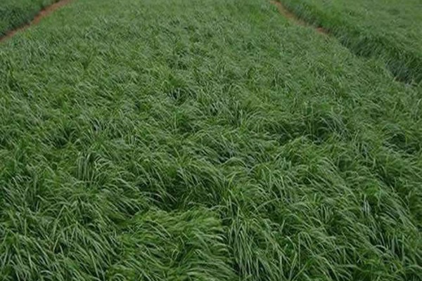 牧草黑麥草一畝地用多少種子？如何把握用量呢