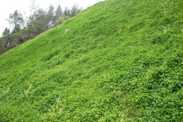 串葉松香草種子價(jià)格，多少錢一斤