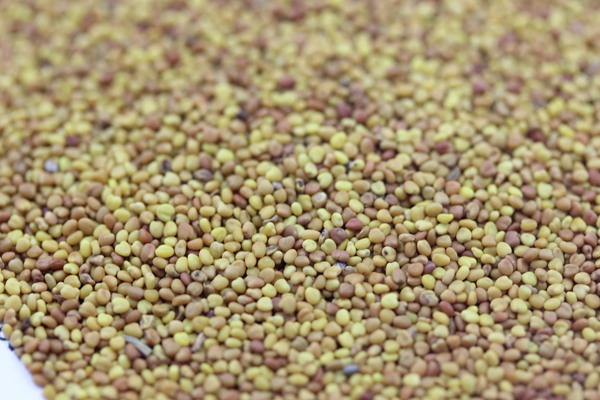 串葉松香草種子價(jià)格，多少錢一斤