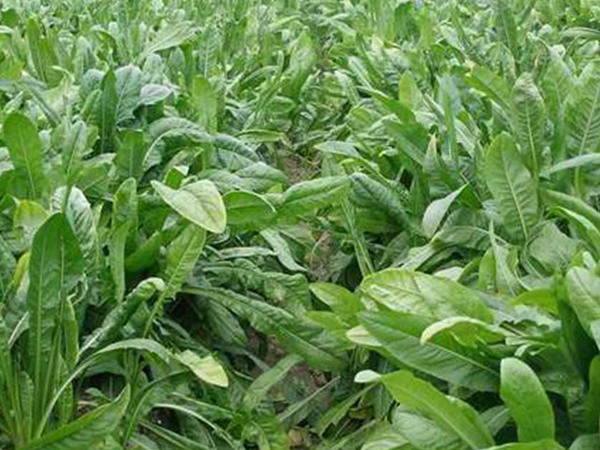 將軍菊苣和魯梅克斯哪個好？