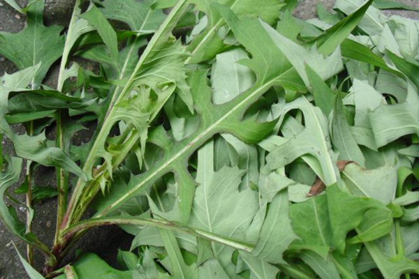 苦荬菜種子價格多少，多少錢一斤種子？