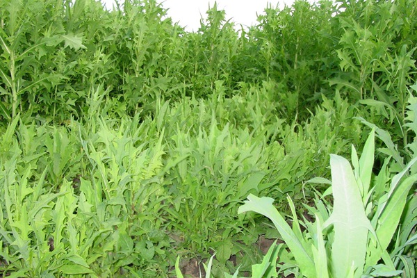 苦荬菜種子價格多少，多少錢一斤種子？