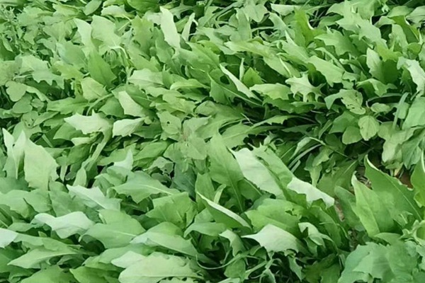 苦荬菜種子價格多少，多少錢一斤種子？