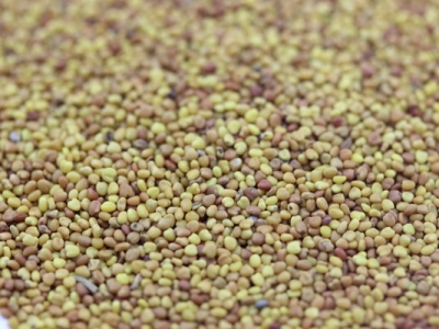 [白三葉草]白三葉草種子價(jià)格_種植方法