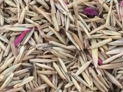 [冰草]冰草種子價(jià)格_哪里有賣