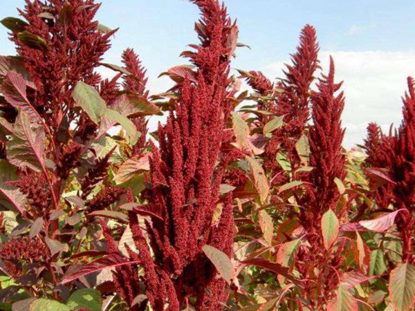 種植籽粒莧的經(jīng)濟(jì)效益如何 種植籽粒莧的經(jīng)濟(jì)效益如何