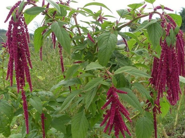 種植籽粒莧的經(jīng)濟(jì)效益如何 種植籽粒莧的經(jīng)濟(jì)效益如何