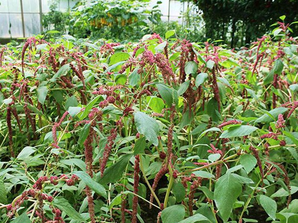 種植籽粒莧的經(jīng)濟(jì)效益如何 種植籽粒莧的經(jīng)濟(jì)效益如何