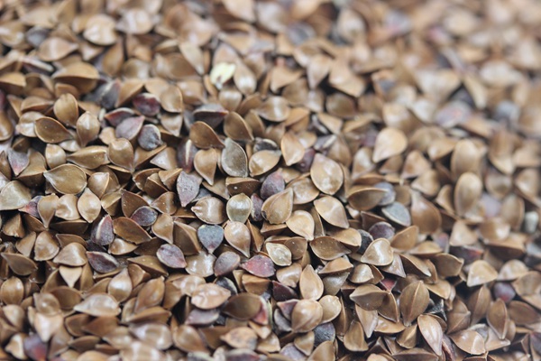 魯梅克斯種子多少錢(qián)一斤 魯梅克斯種子多少錢(qián)一斤