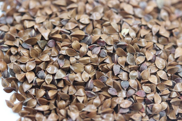 魯梅克斯種子多少錢(qián)一斤 魯梅克斯種子多少錢(qián)一斤