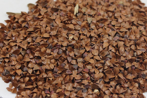 魯梅克斯種子多少錢(qián)一斤 魯梅克斯種子多少錢(qián)一斤