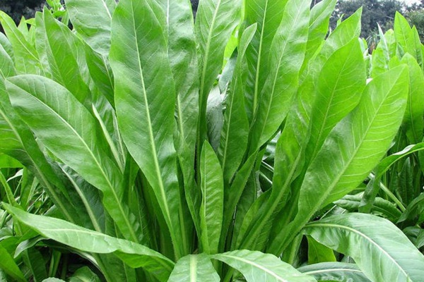 將軍菊苣種子價(jià)格多少錢一斤