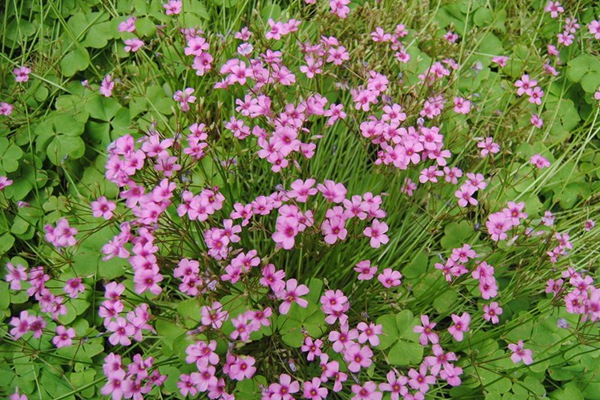 紅三葉草好還是白三葉草好，有什么區(qū)別