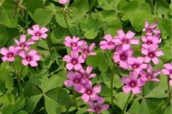 紅三葉草好還是白三葉草好，有什么區(qū)別