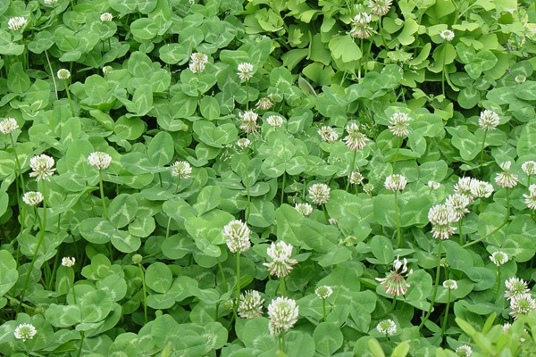 紅三葉草好還是白三葉草好，有什么區(qū)別