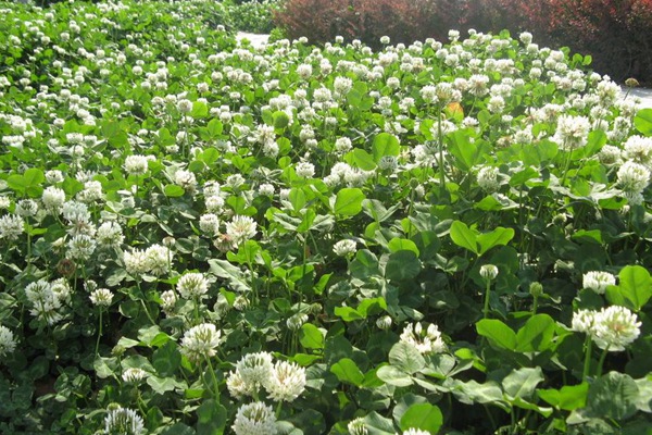 紅三葉草好還是白三葉草好，有什么區(qū)別