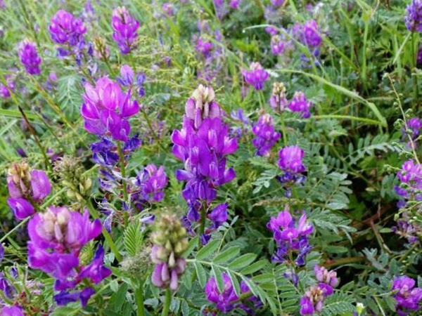 沙打旺和苜蓿草哪個更好