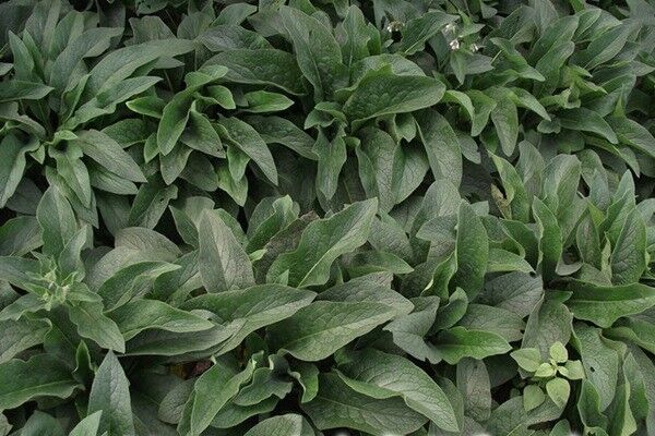 俄羅斯飼料菜與墨西哥玉米草的區(qū)別有哪些 俄羅斯飼料菜與墨西哥玉米草的區(qū)別有哪些