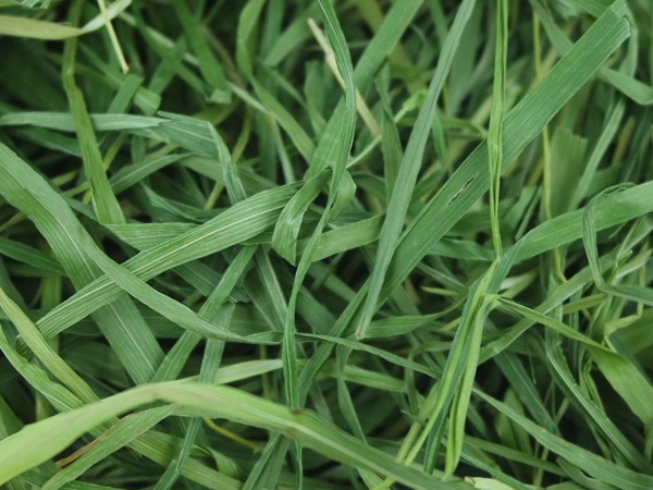 提木西草和苜蓿草哪個更好 提木西草和苜蓿草哪個更好