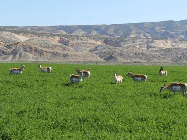 提木西草和苜蓿草哪個更好 提木西草和苜蓿草哪個更好