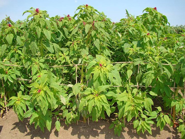 美國籽粒莧種子的價(jià)格多少錢一斤，如何種植