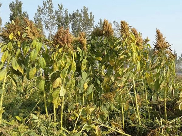 美國籽粒莧種子的價(jià)格多少錢一斤，如何種植