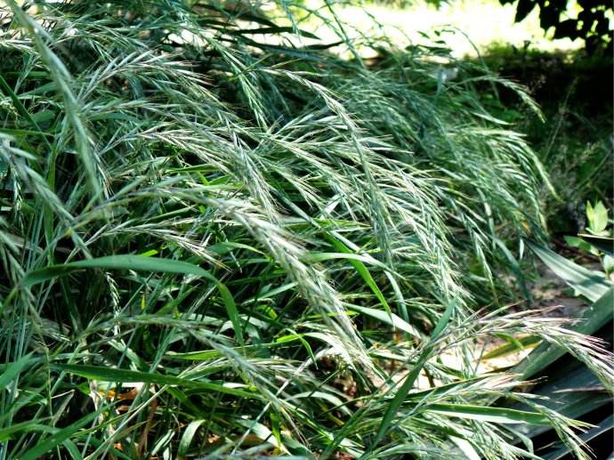 披堿草種子一斤多少錢(qián) 披堿草種子一斤多少錢(qián)