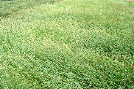 披堿草種子一斤多少錢(qián) 披堿草種子一斤多少錢(qián)