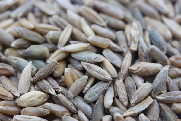 特高黑麥草種子多少錢一斤？如何購買優(yōu)質(zhì)種子