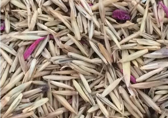 冰草種子怎么種，種后多久發(fā)芽