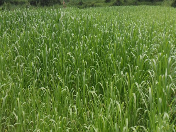 冰草種子價格，哪里有賣的