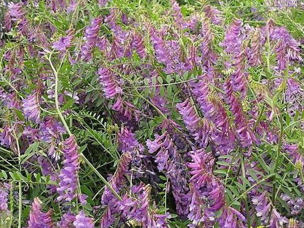 光葉紫花苕怎么播種，播種后多久發(fā)芽