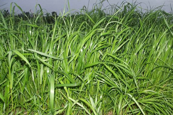 冬牧70黑麥草什么時(shí)間播種？播種方法有何技巧