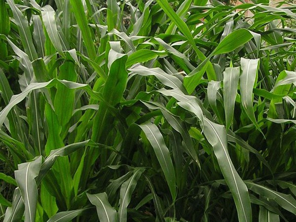 墨西哥玉米草可以直接用來(lái)喂豬嗎？如何喂養(yǎng)