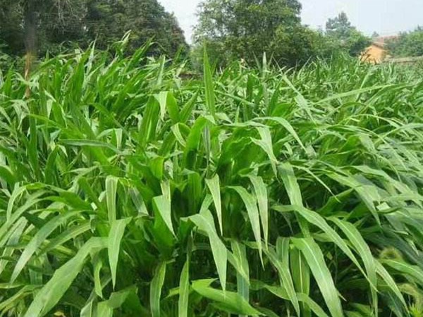 墨西哥玉米草可以直接用來(lái)喂豬嗎？如何喂養(yǎng)