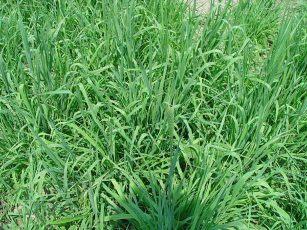 喂兔子種什么飼草好，為什么