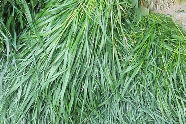 適合北方種植的牧草有哪些，怎么選擇