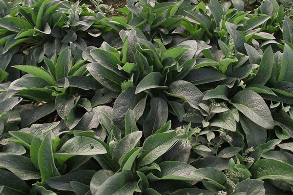 俄羅斯飼料菜種子怎么種？