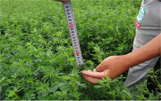 1570868717535697.jpg 201712221326541469.jpg