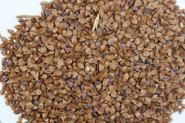 <a href=http://www.huichaoyl.com/product/118.html target=_blank class=infotextkey>魯梅克斯種子</a> 魯梅克斯種子