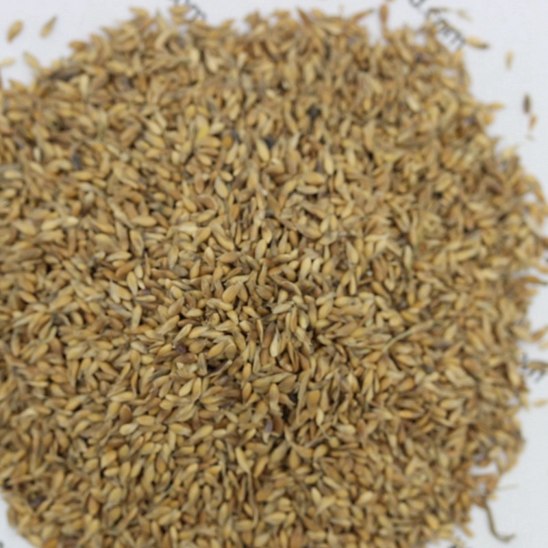 結(jié)縷草 結(jié)縷草