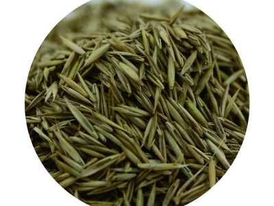 [紫羊茅]冷季型草坪種子紫羊茅價(jià)格_圖片_種植方法