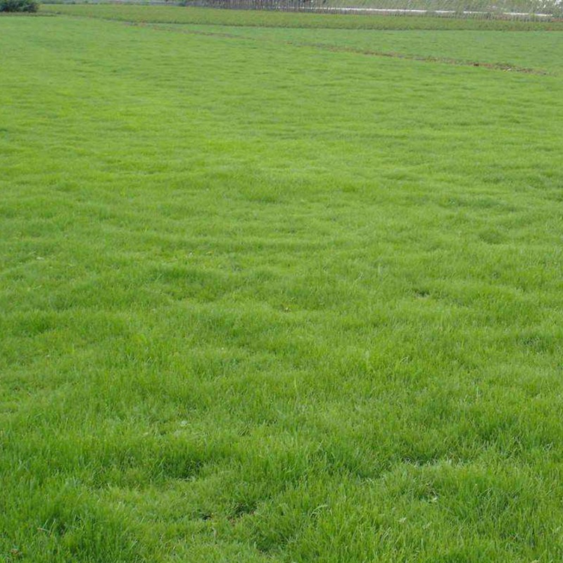 日本結(jié)縷草 日本結(jié)縷草