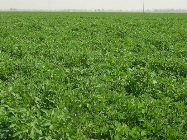 種植一畝紫花苜蓿能夠養(yǎng)殖多少只羊？